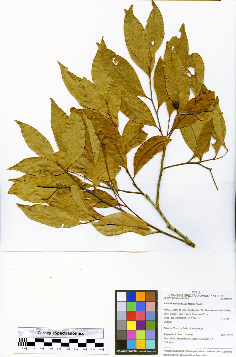 Leptobalanus apetalus var. apertus