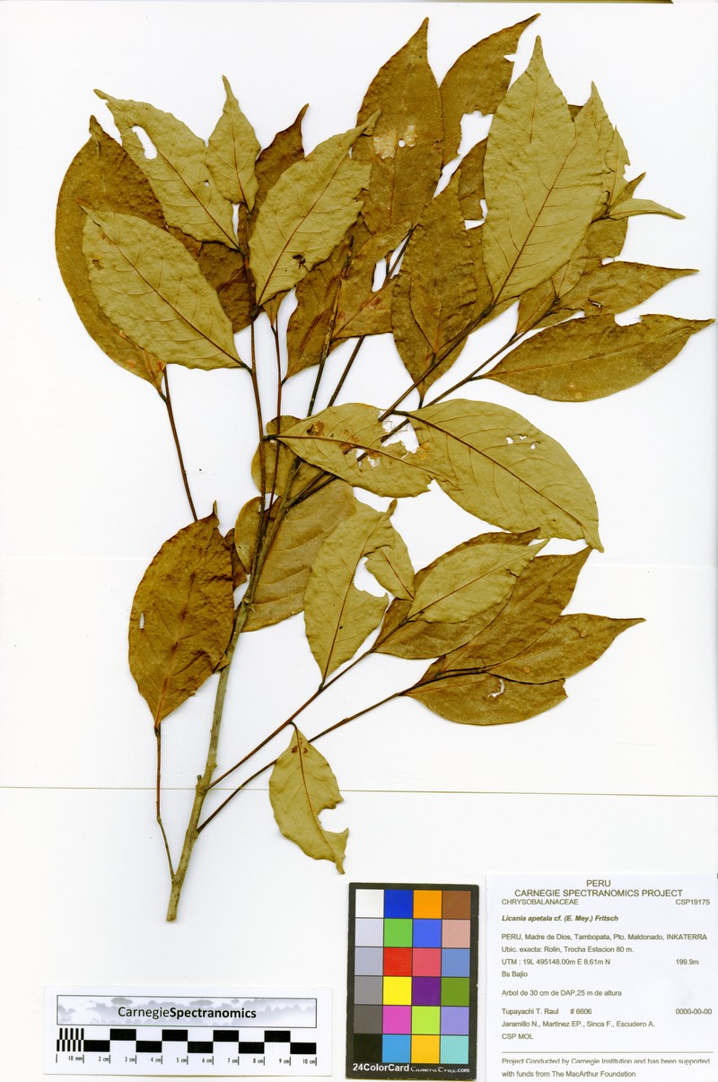 Leptobalanus apetalus var. apertus photo 2