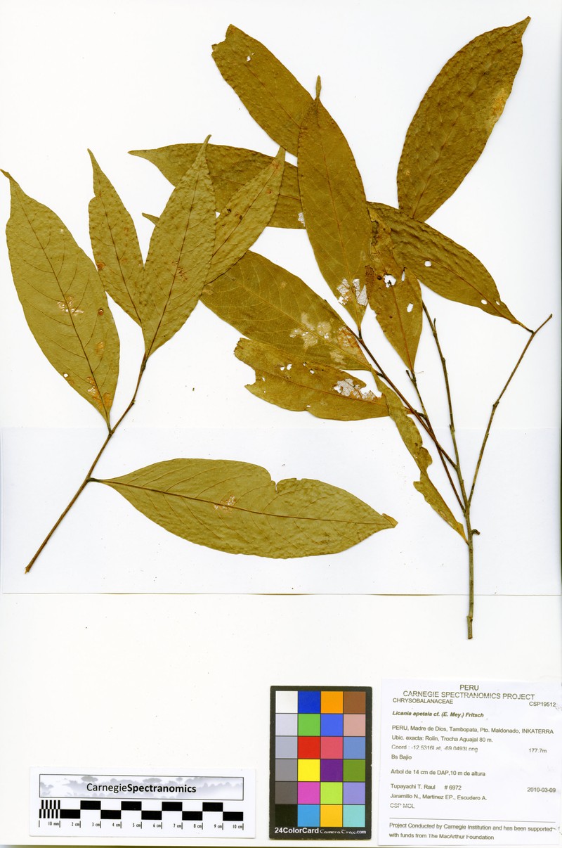 Leptobalanus apetalus var. apertus photo 3
