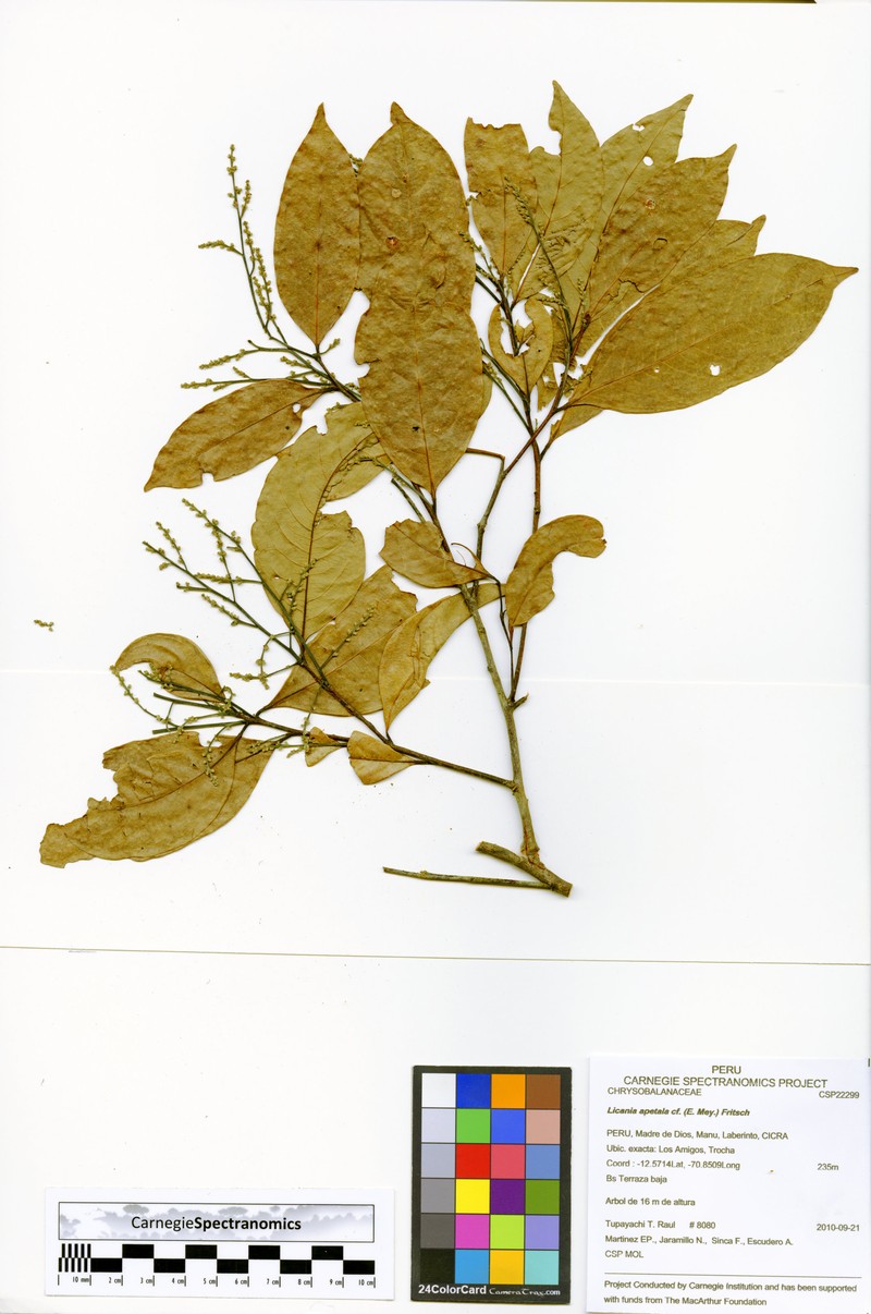 Leptobalanus apetalus var. apertus photo 4