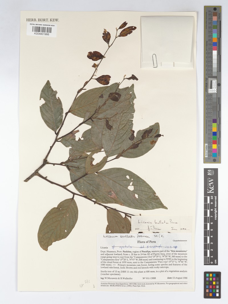 Leptobalanus bullatus