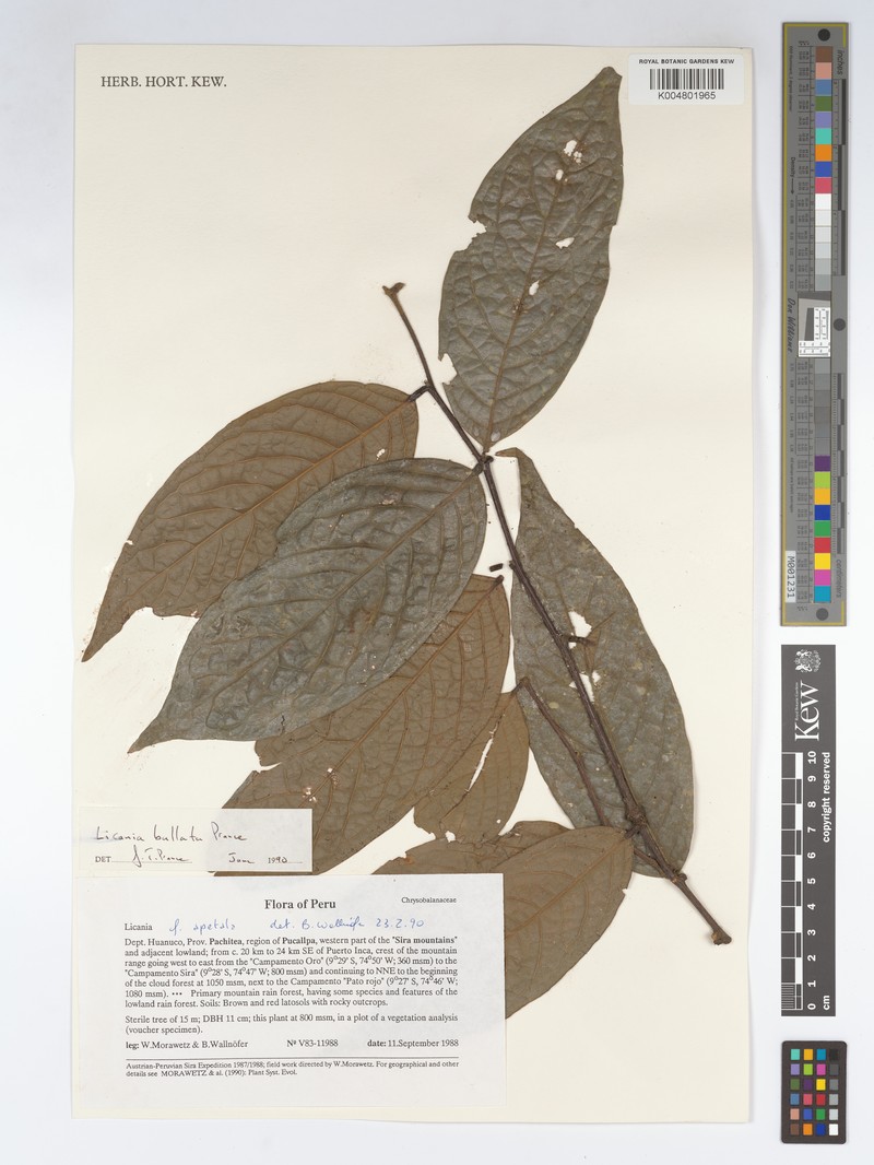 Leptobalanus bullatus photo 2