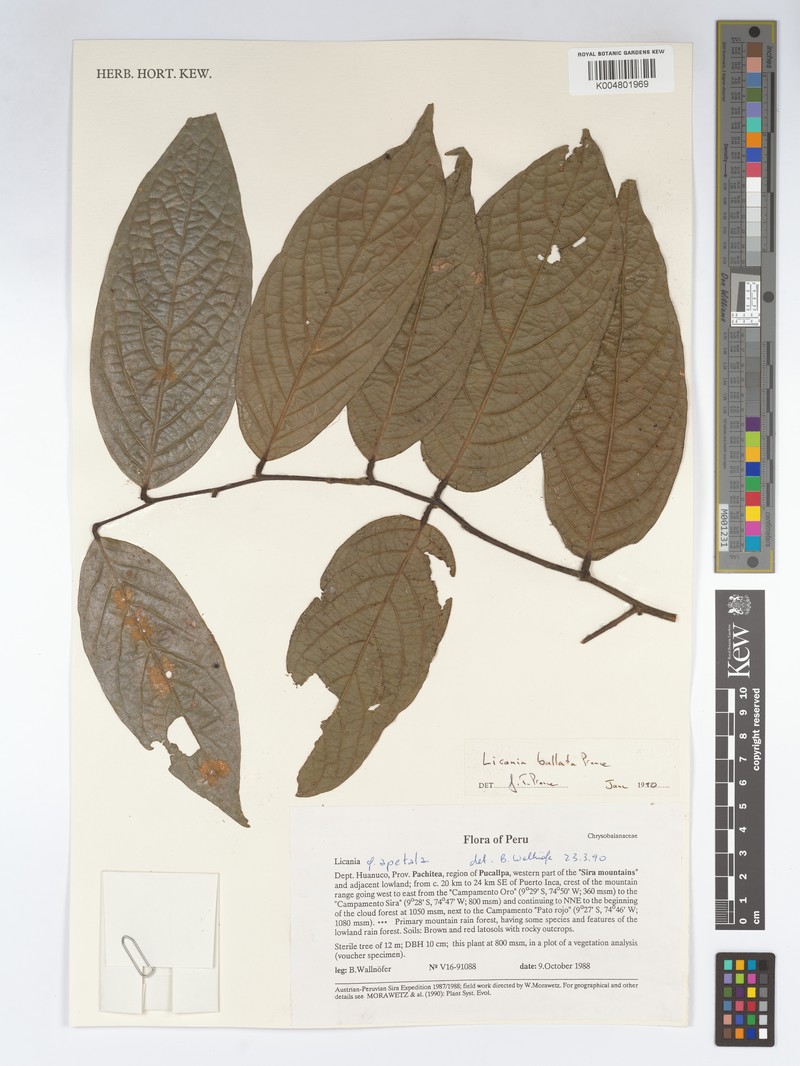 Leptobalanus bullatus photo 3