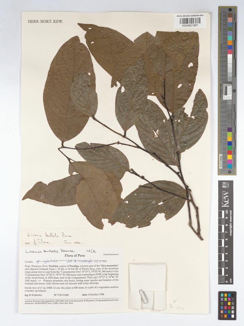 Leptobalanus bullatus photo 4