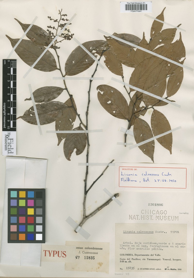 Leptobalanus calvescens