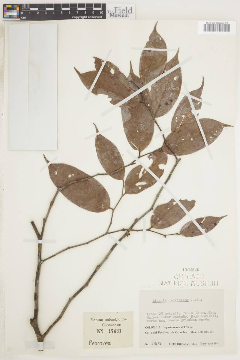 Leptobalanus calvescens photo 2