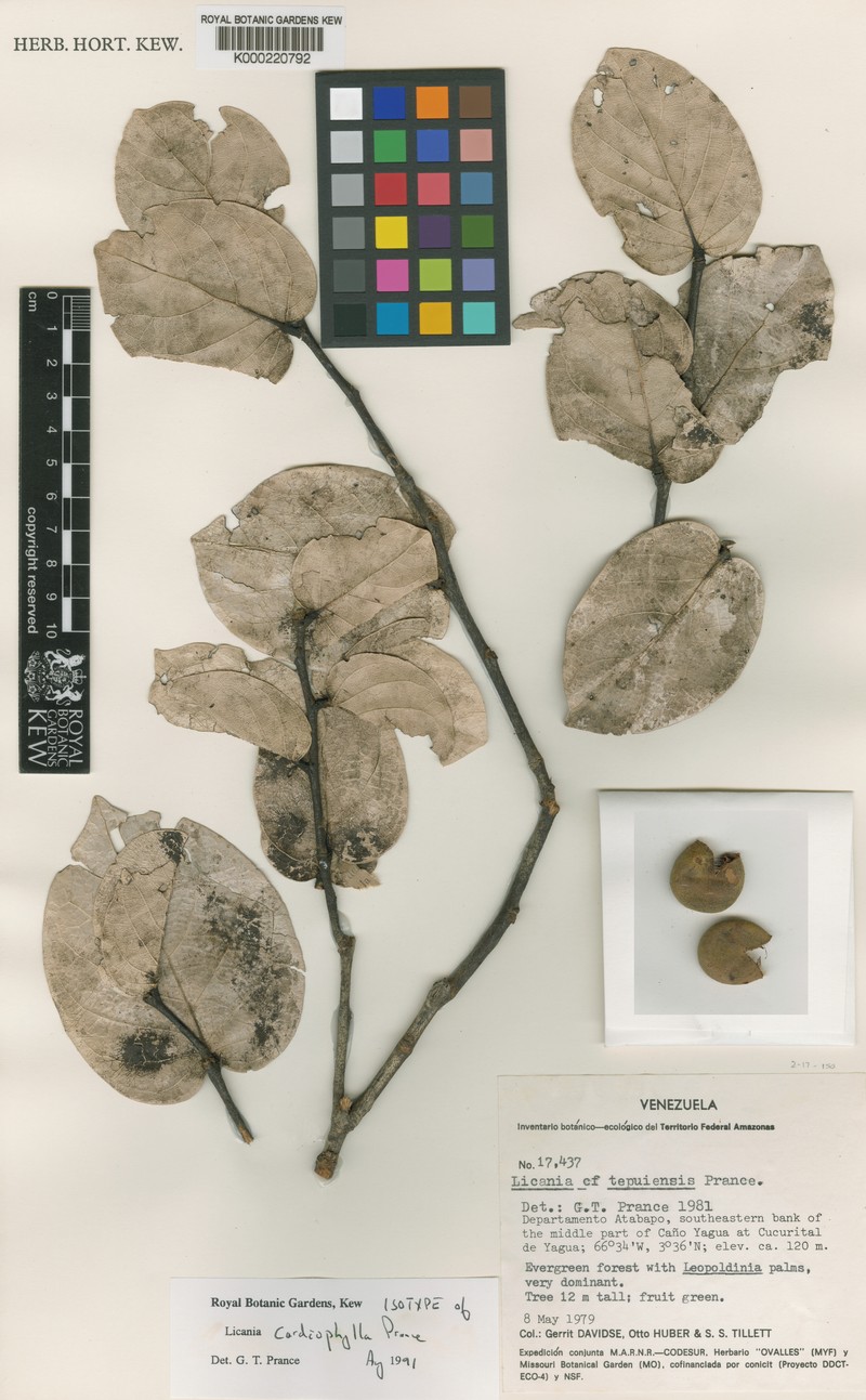 Leptobalanus cardiophyllus photo 2