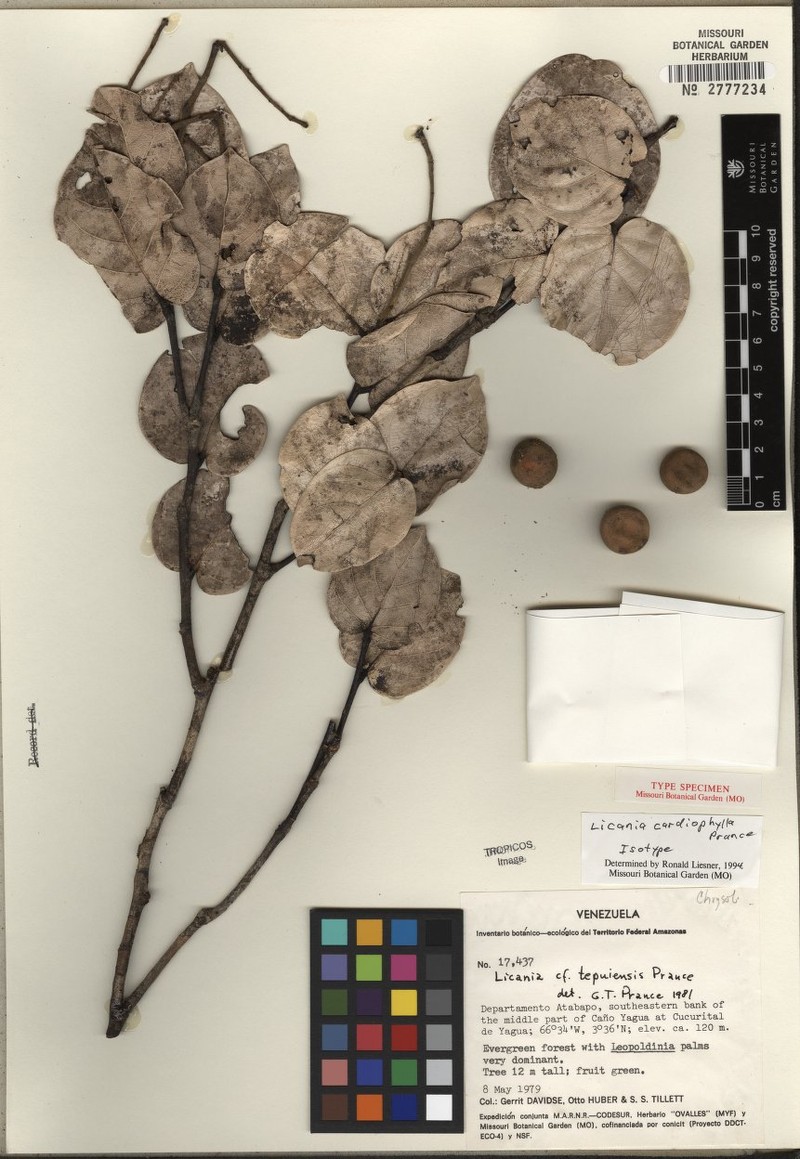Leptobalanus cardiophyllus photo 3