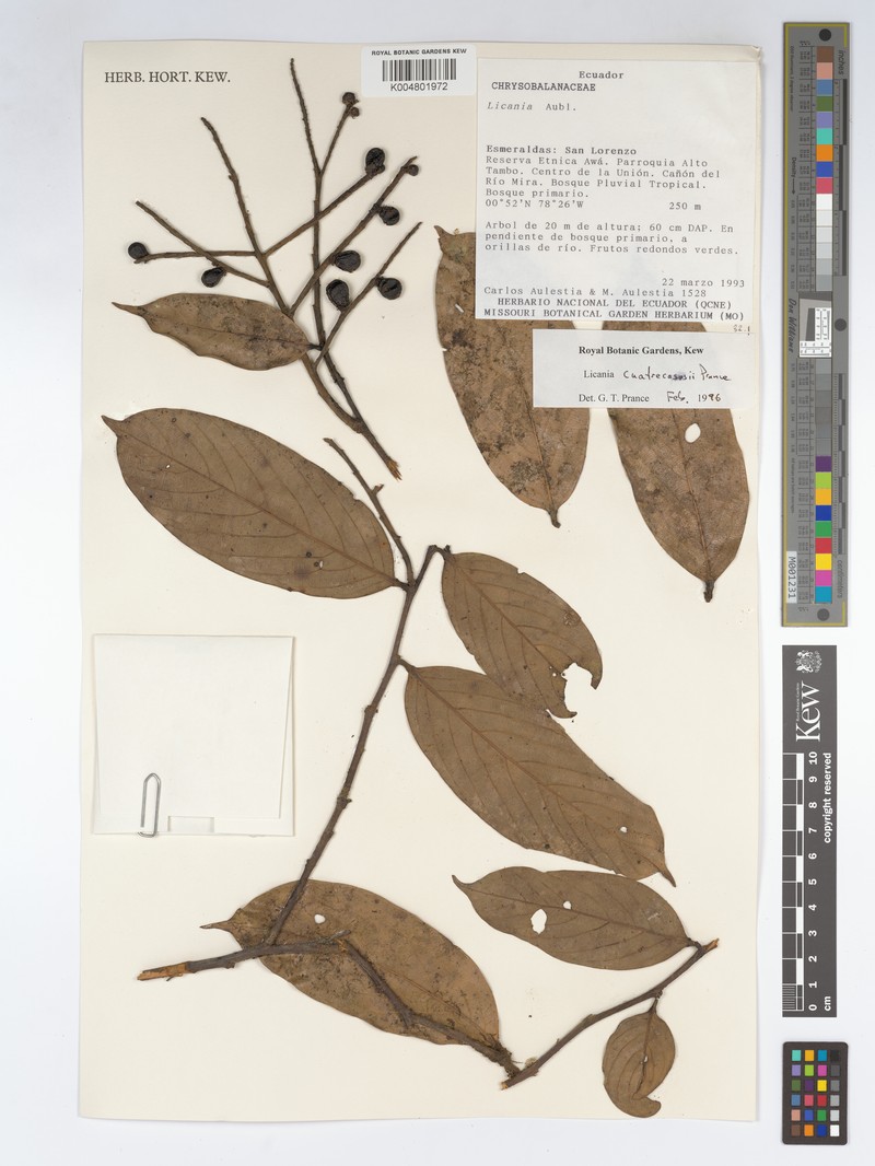 Leptobalanus cuatrecasasii