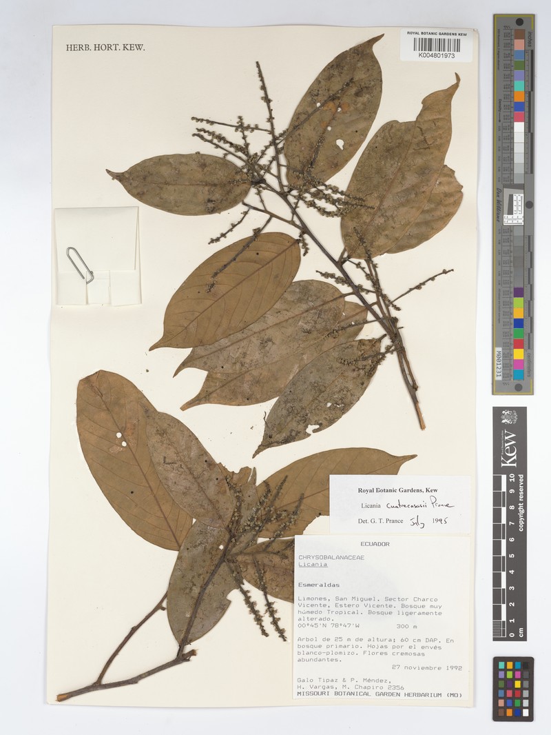 Leptobalanus cuatrecasasii photo 2