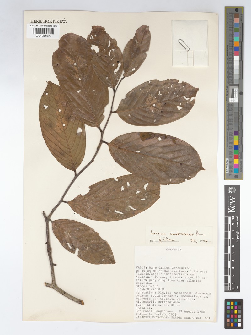 Leptobalanus cuatrecasasii photo 3
