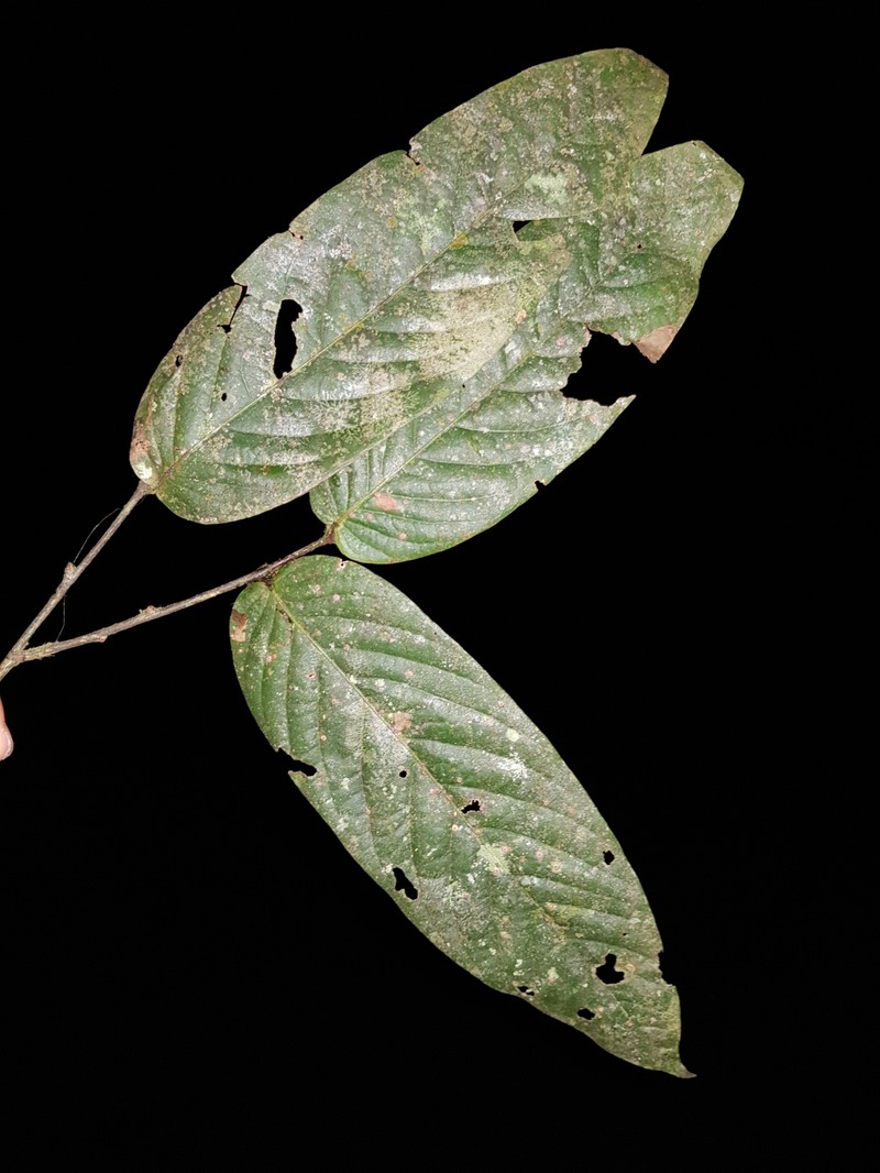 Leptobalanus diegogomezii