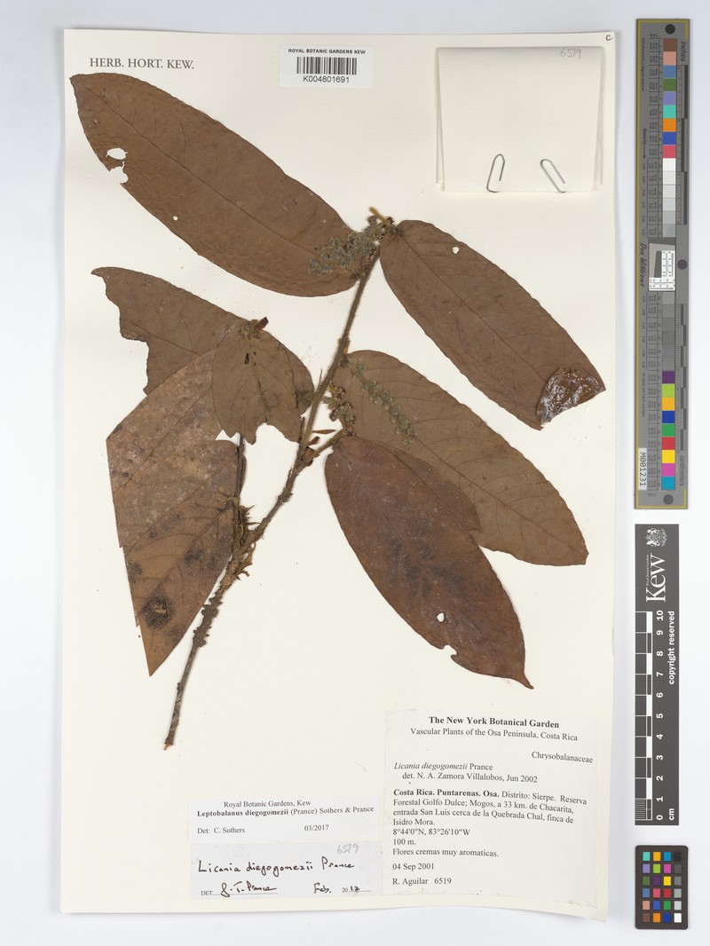 Leptobalanus diegogomezii photo 2