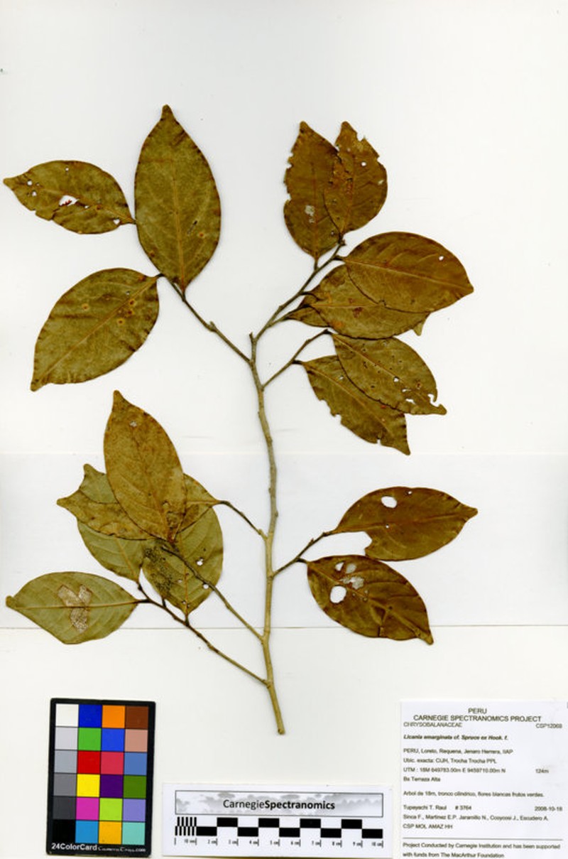 Leptobalanus emarginatus
