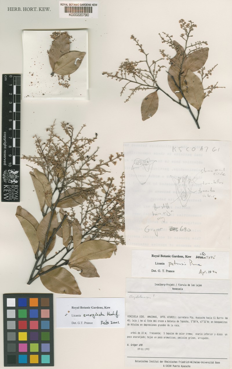 Leptobalanus emarginatus photo 2