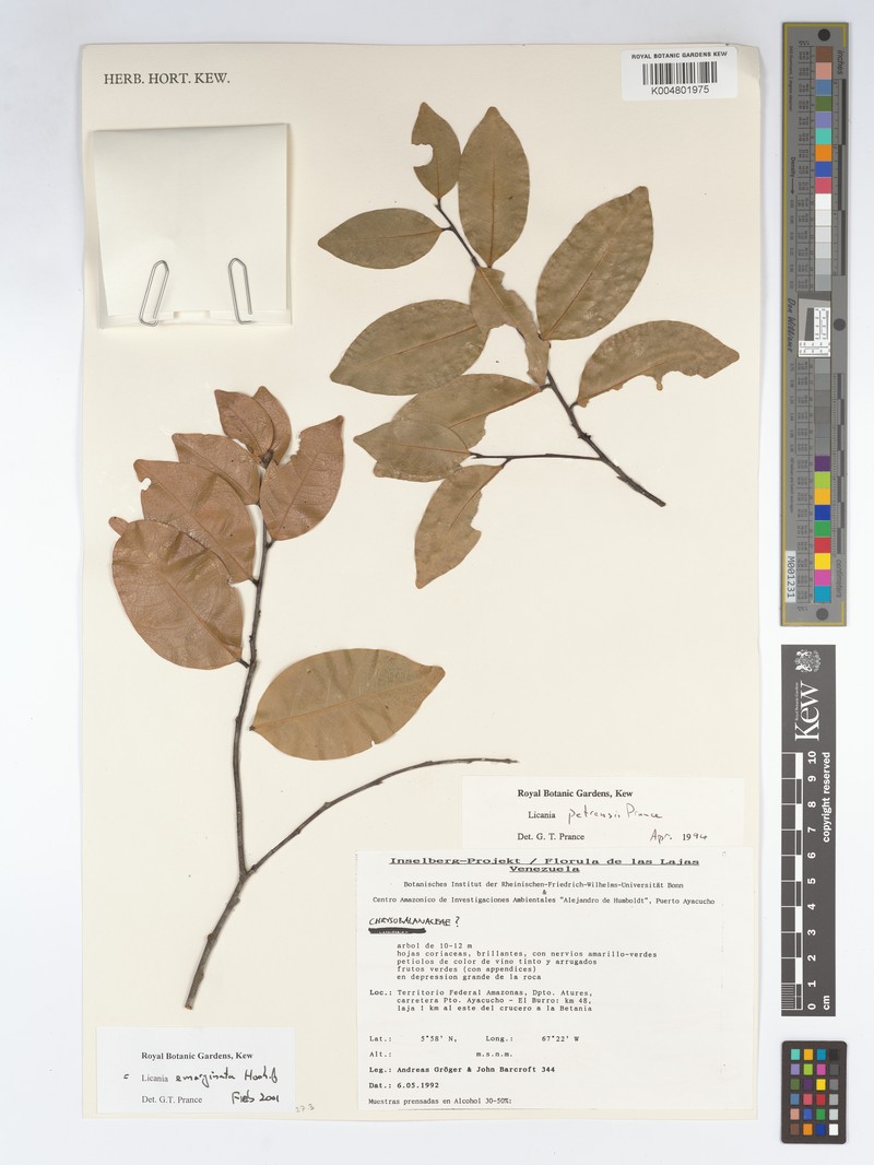 Leptobalanus emarginatus photo 4