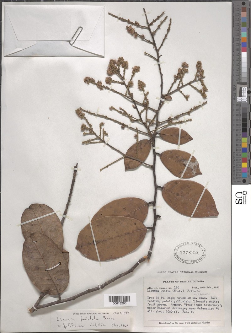 Leptobalanus foveolatus