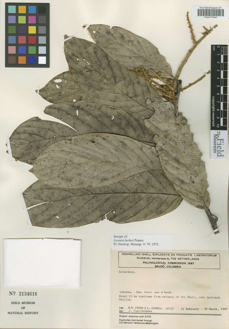 Leptobalanus fuchsii