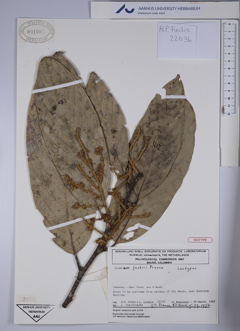 Leptobalanus fuchsii photo 2