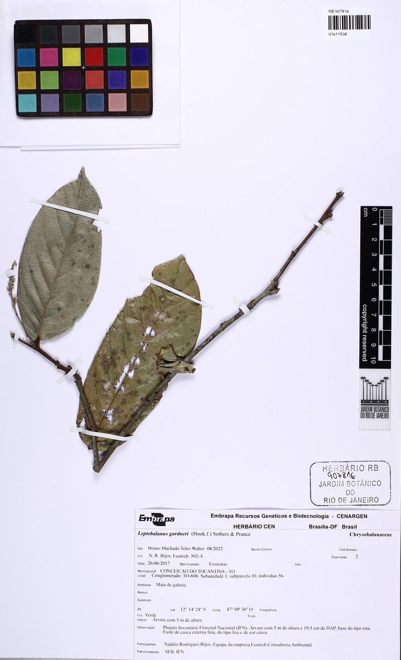 Leptobalanus gardneri