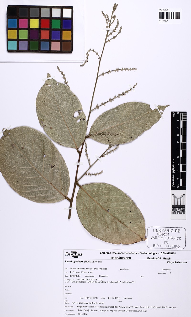 Leptobalanus gardneri photo 2