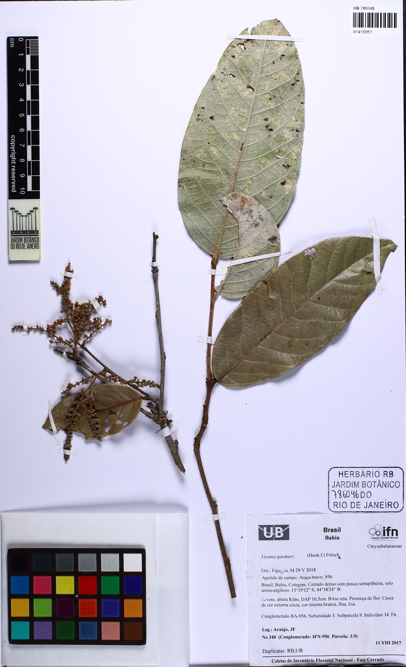 Leptobalanus gardneri photo 3