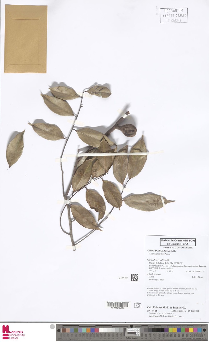 Leptobalanus granvillei
