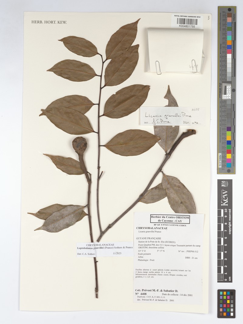Leptobalanus granvillei photo 2