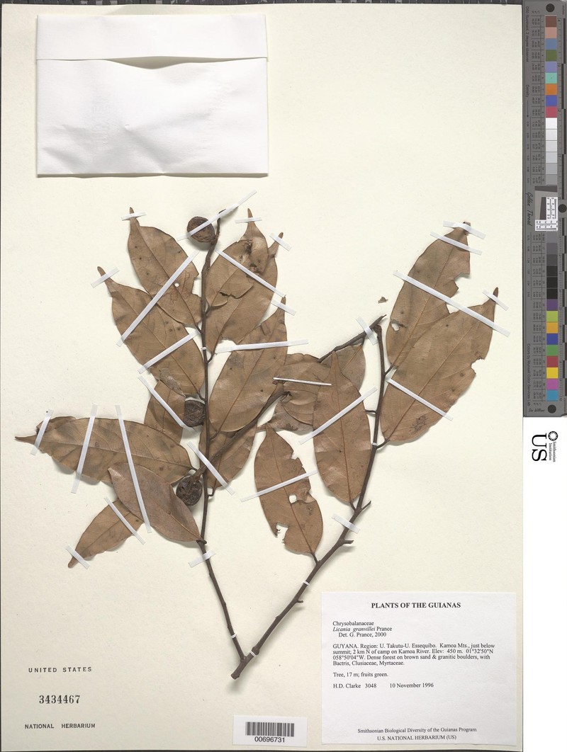 Leptobalanus granvillei photo 3