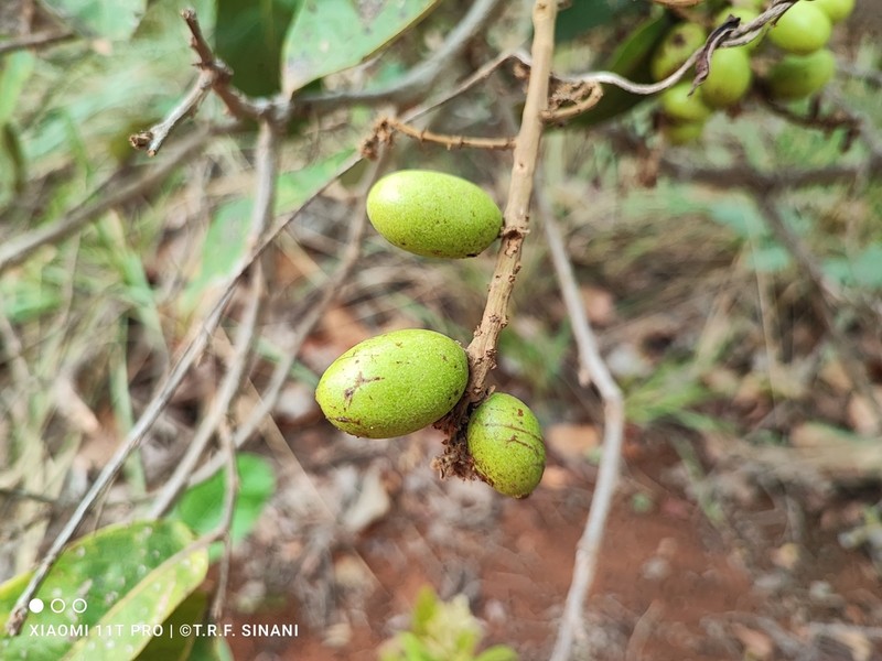 Leptobalanus humilis