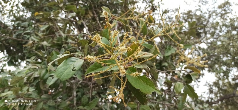 Leptobalanus humilis photo 2