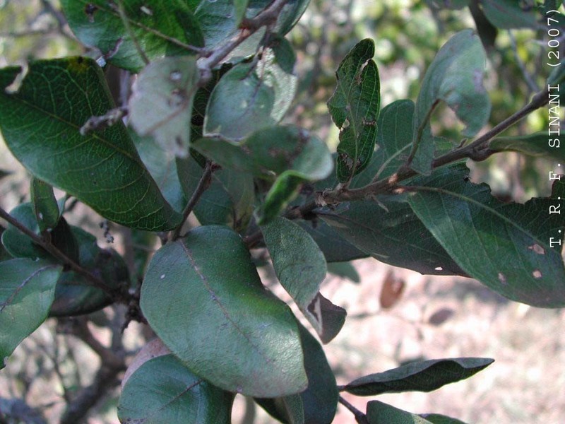 Leptobalanus humilis photo 3
