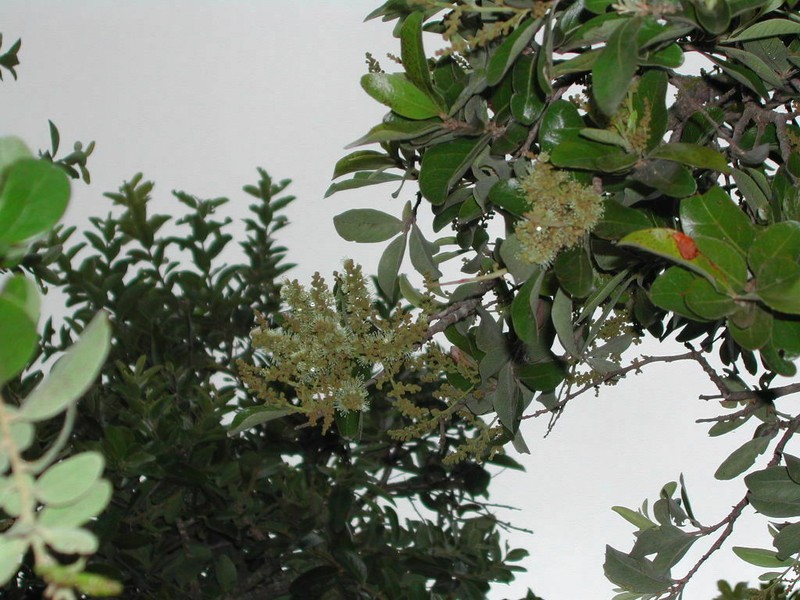 Leptobalanus humilis photo 4