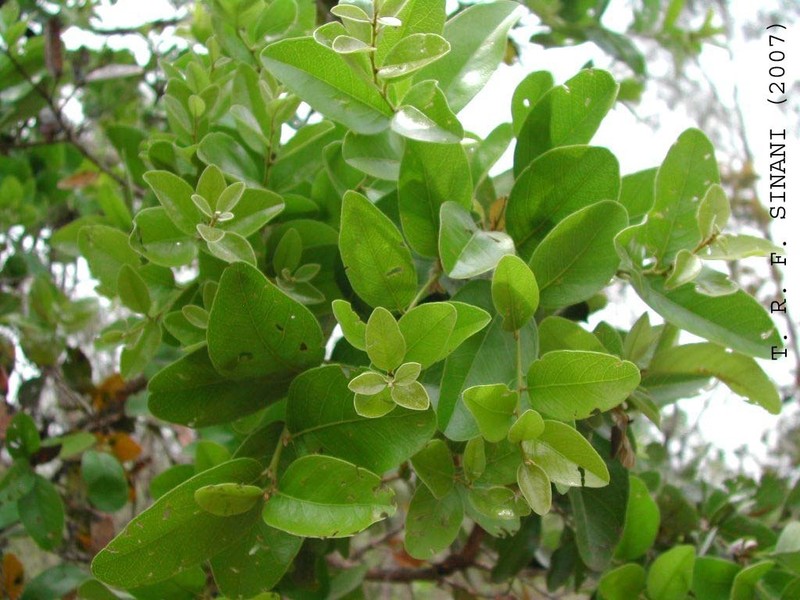 Leptobalanus humilis photo 5