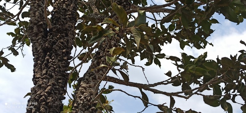 Leptobalanus humilis photo 6