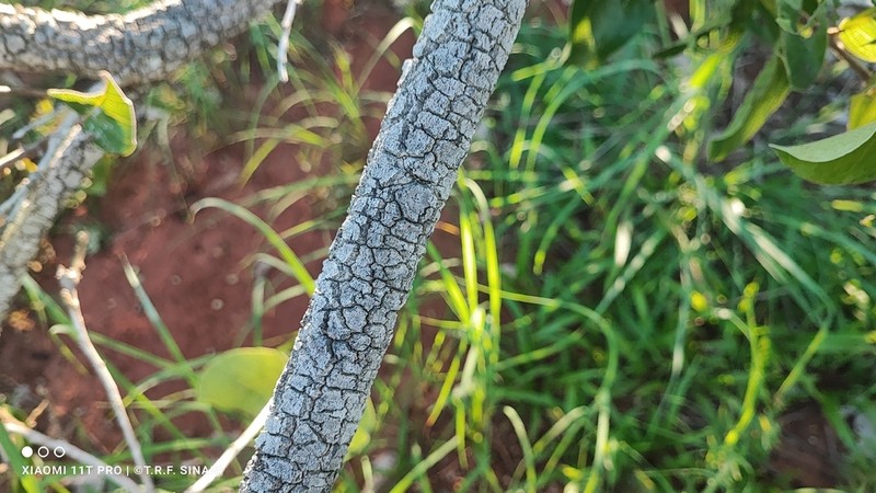 Leptobalanus humilis photo 7