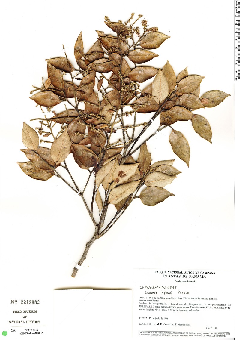Leptobalanus jefensis