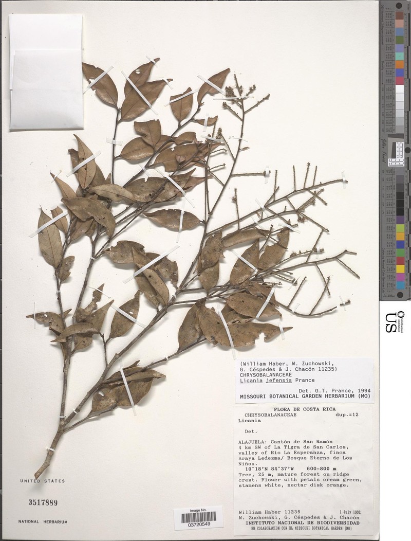 Leptobalanus jefensis photo 2