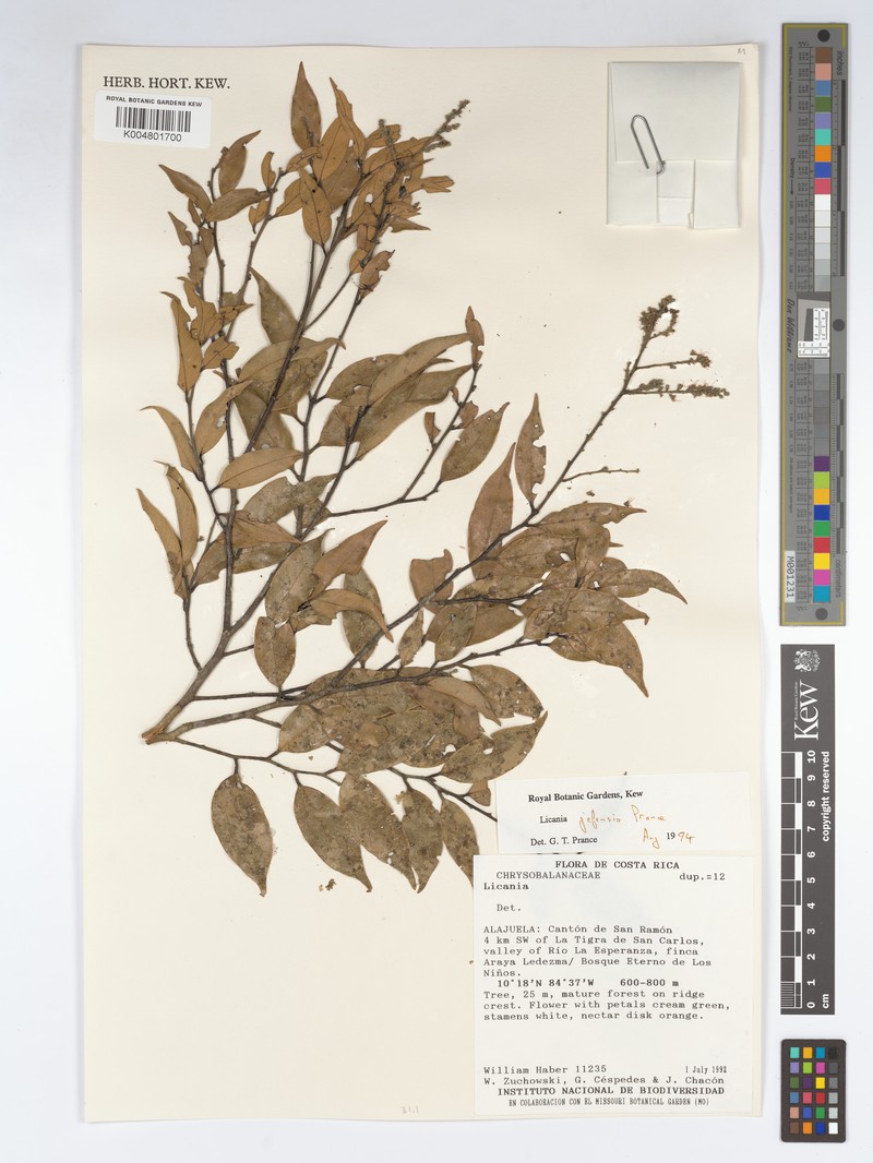 Leptobalanus jefensis photo 3