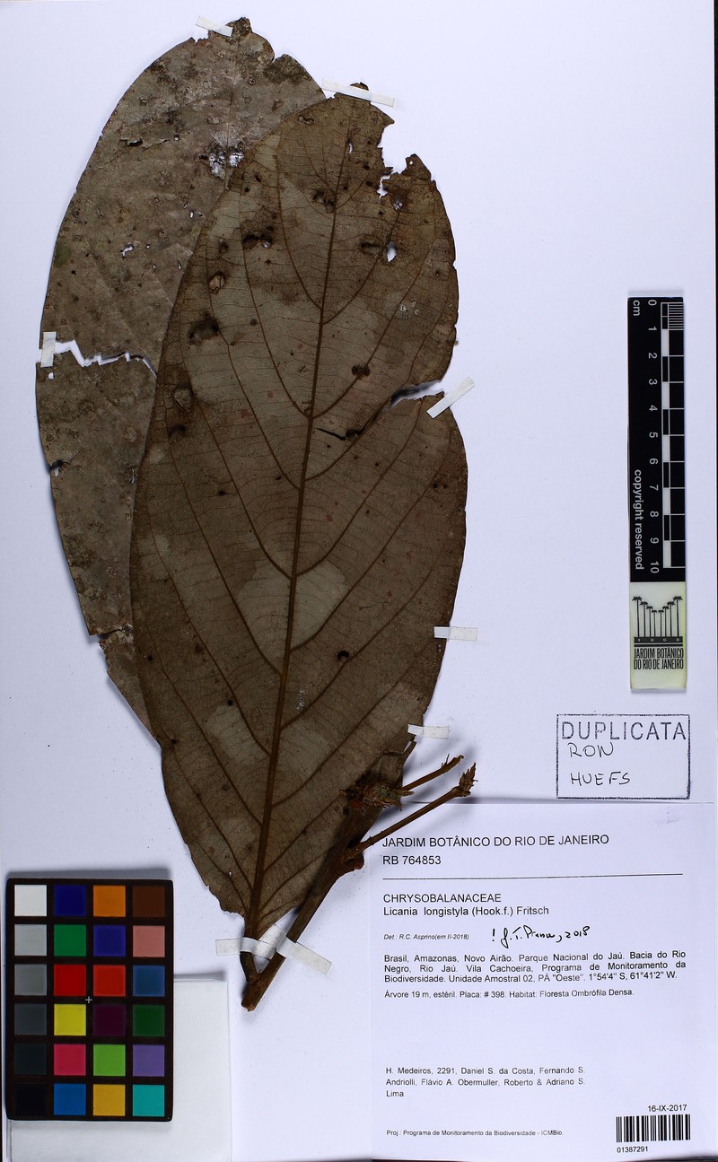 Leptobalanus longistylus photo 2