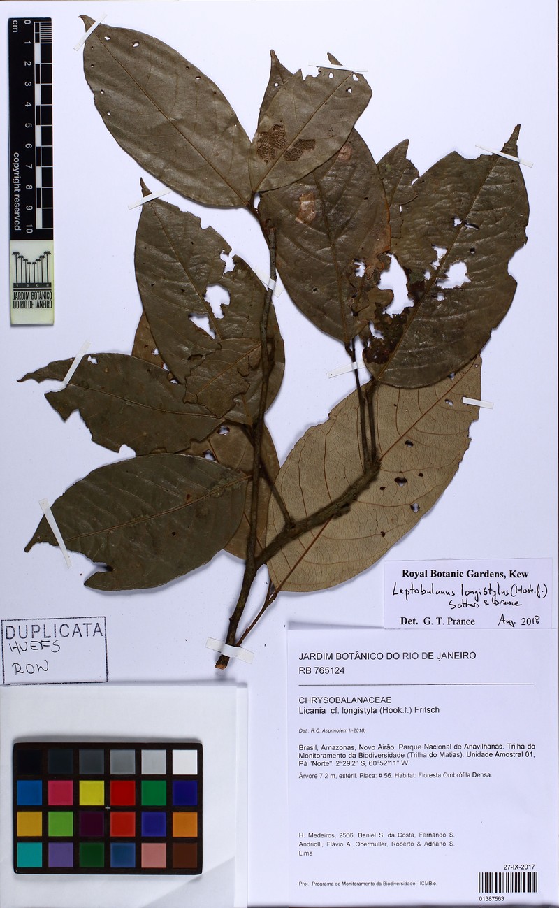Leptobalanus longistylus photo 3