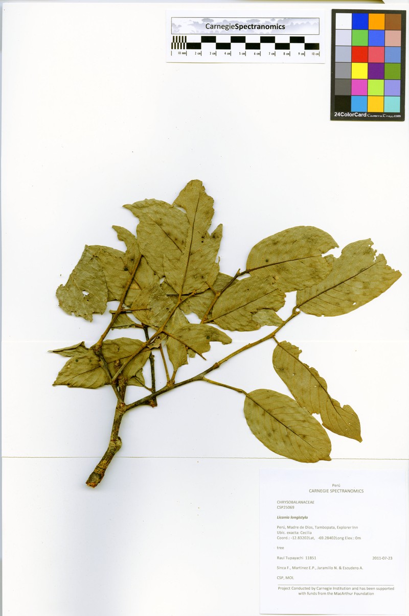 Leptobalanus longistylus photo 4