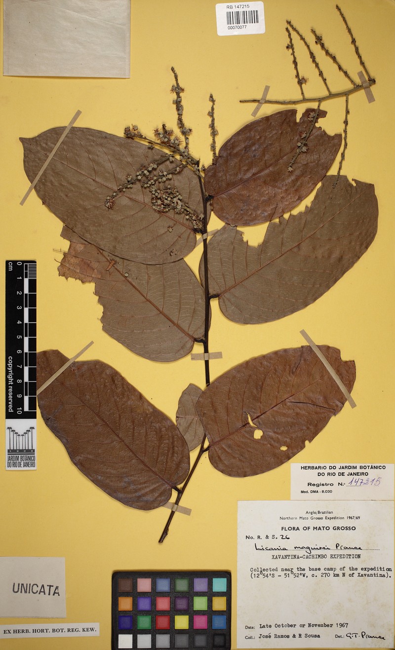 Leptobalanus maguirei