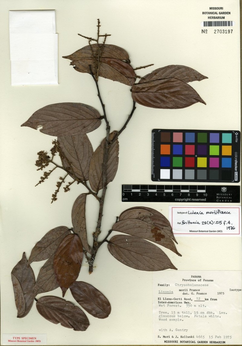 Leptobalanus morii