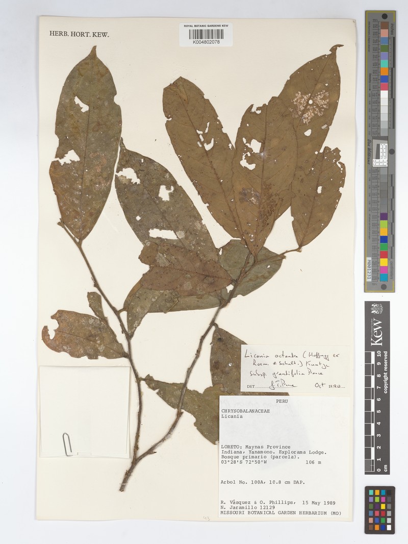 Leptobalanus octandrus subsp. grandifolius