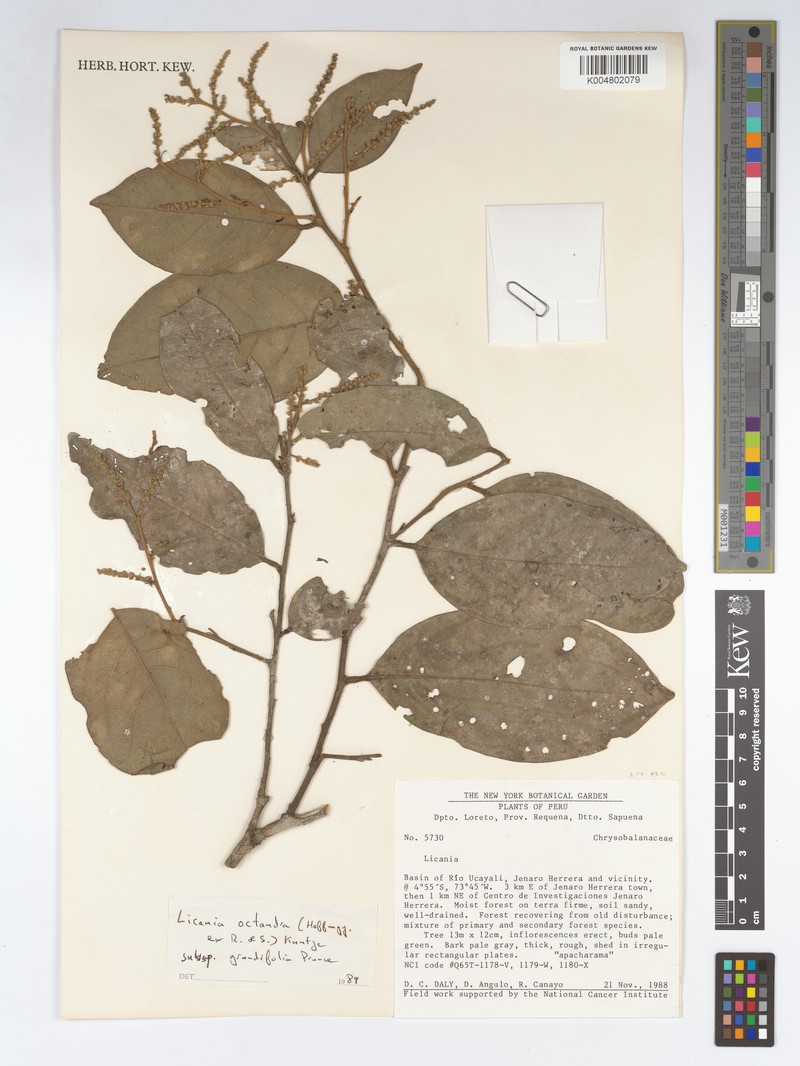 Leptobalanus octandrus subsp. grandifolius photo 2