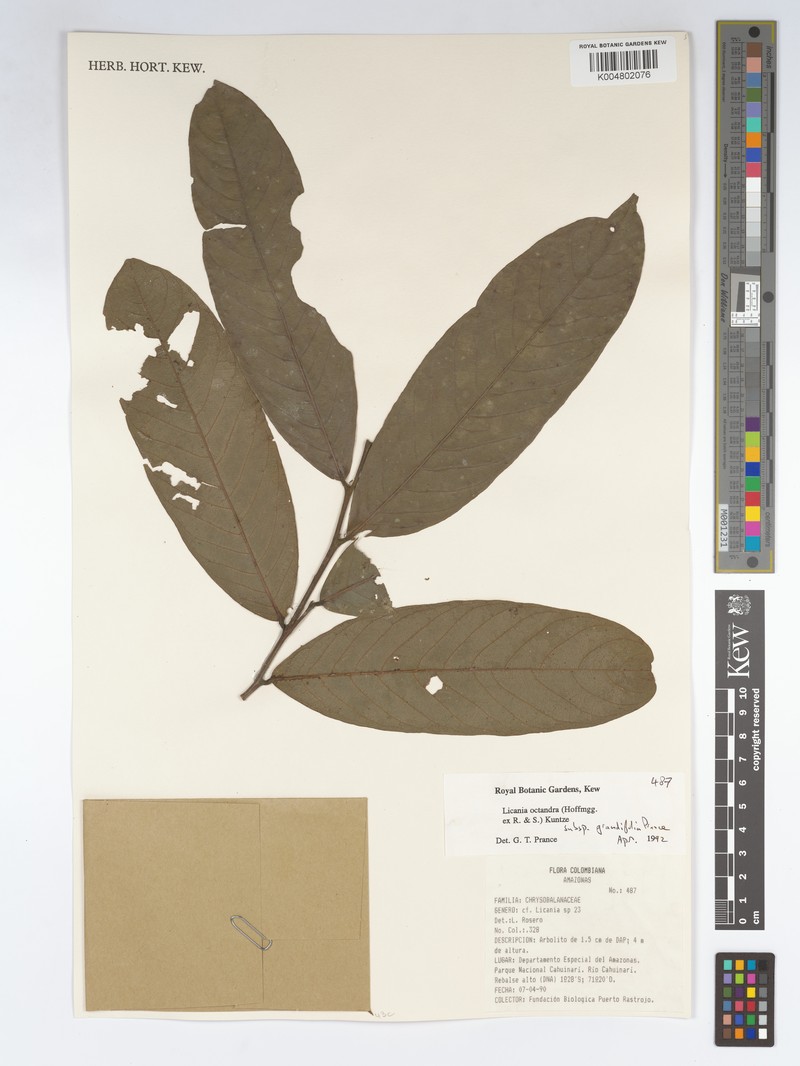 Leptobalanus octandrus subsp. grandifolius photo 3