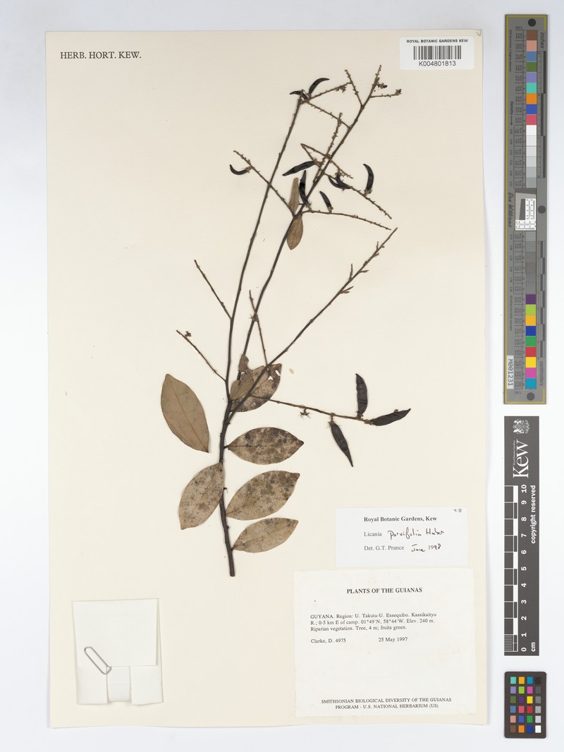 Leptobalanus parvifolius