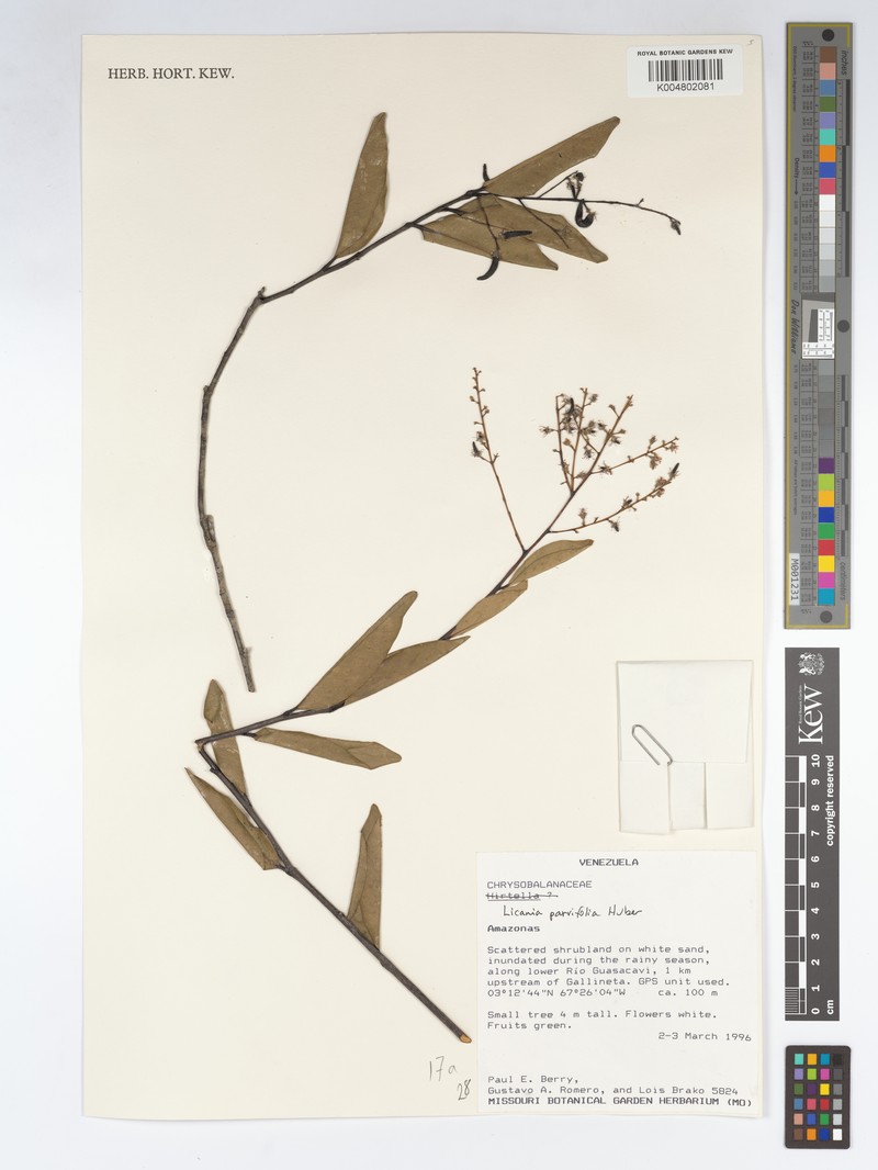 Leptobalanus parvifolius photo 2