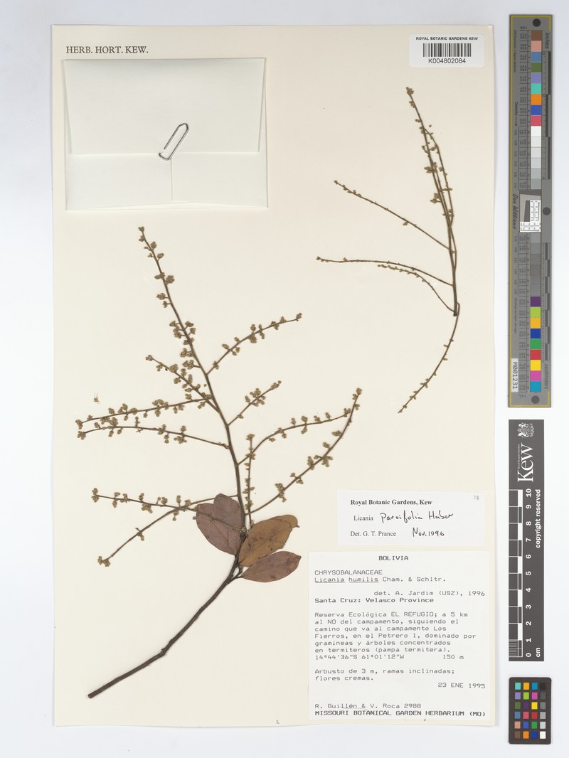 Leptobalanus parvifolius photo 3